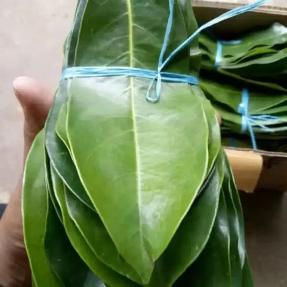 Daun sirsak/daun nangka Landa 50 lembar