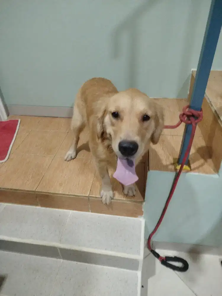 Golden Retriever Betina Remaja