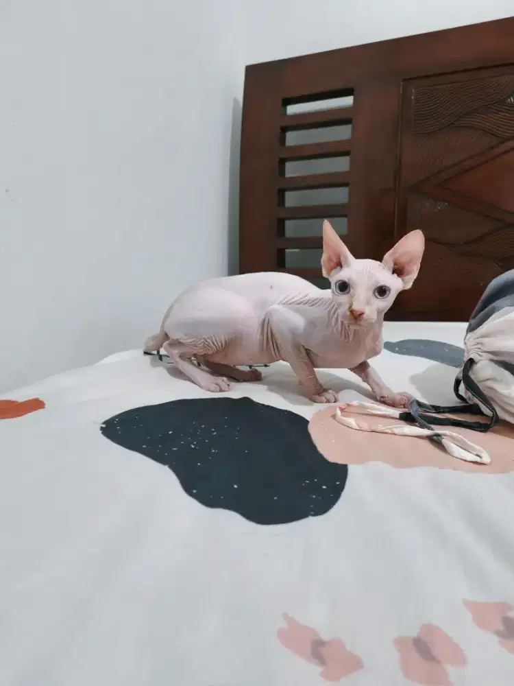 Open Adopt Sphynx calon indukan