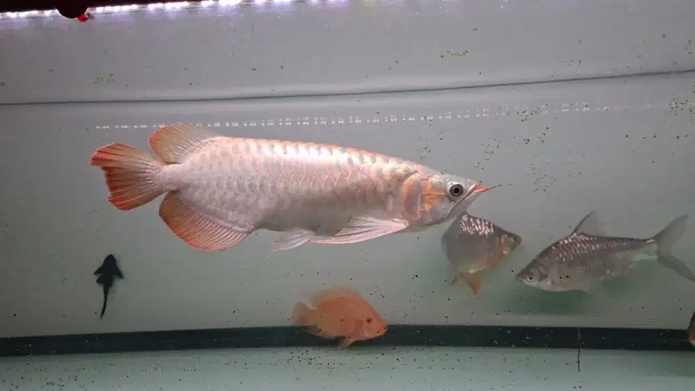 Ikan arwana super red