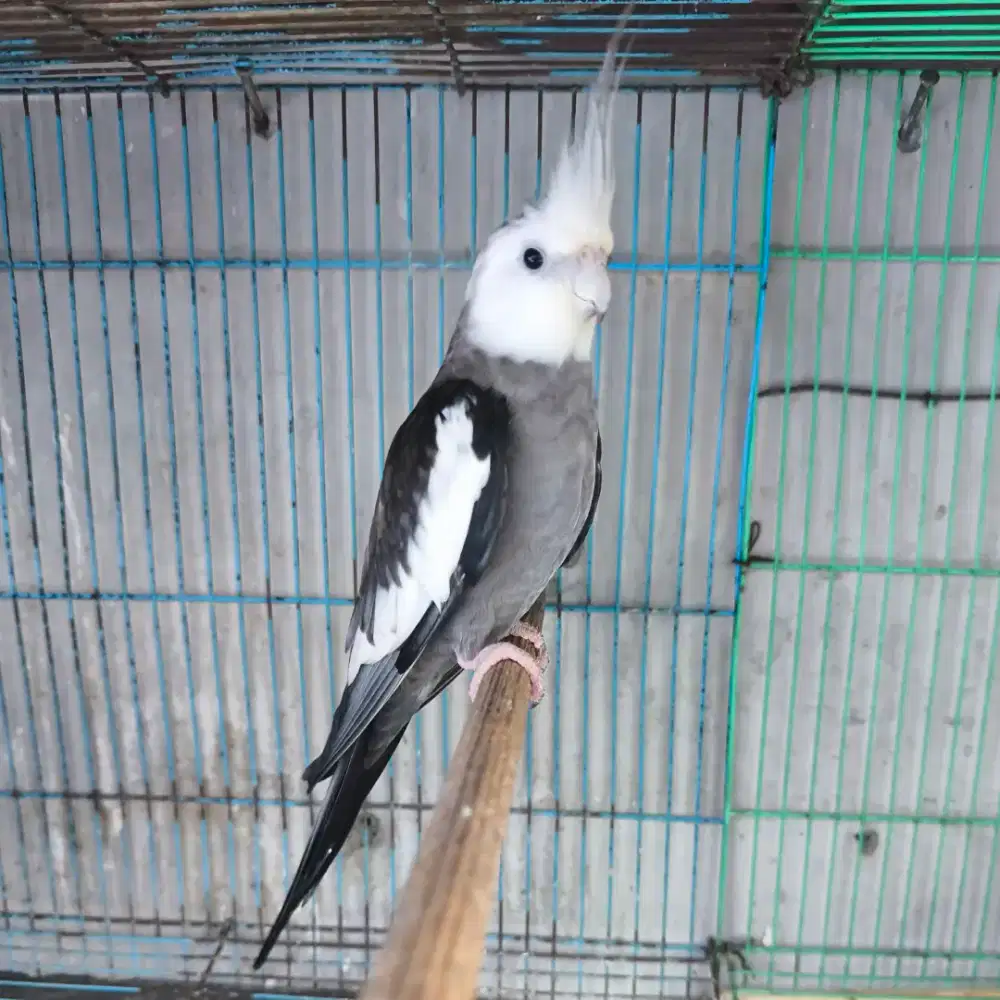 Burung Falk / parkit Australia dewasa jantan