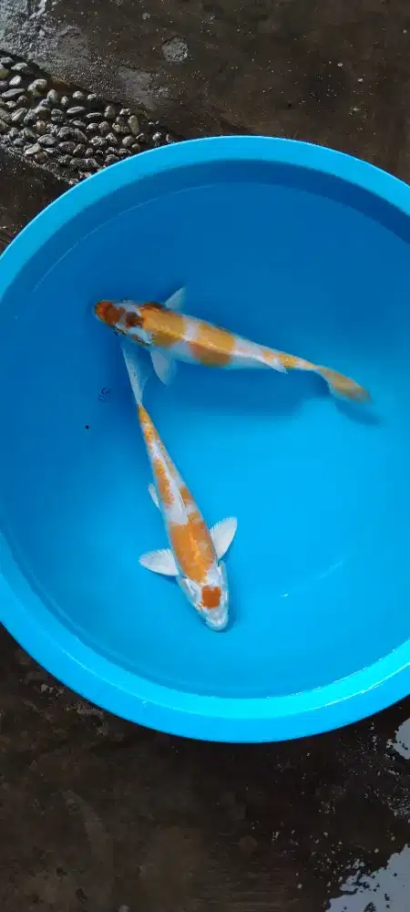 Koi maruten Hariwake 28cm