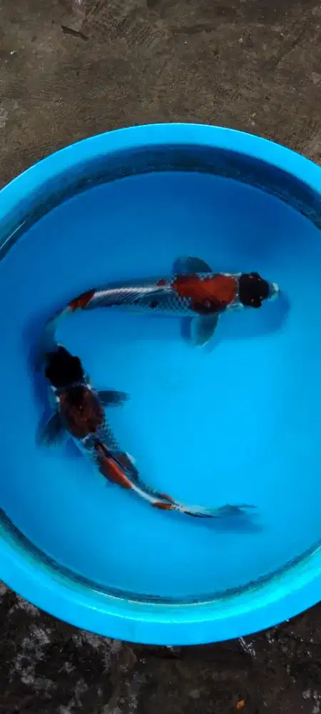 Koi langka, jenis maruten Ochiba Kogane 32cm