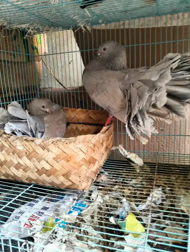 Merpati Indian Fantail Dada Selam - Sepasang