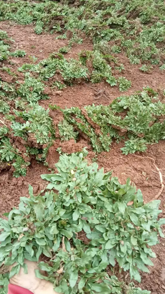 Rumput gajah mini dan rumput jepang