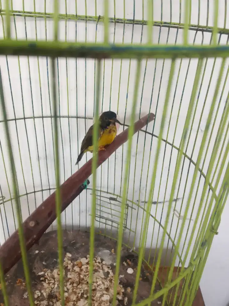 Di jual burung koliberi baru mutasi