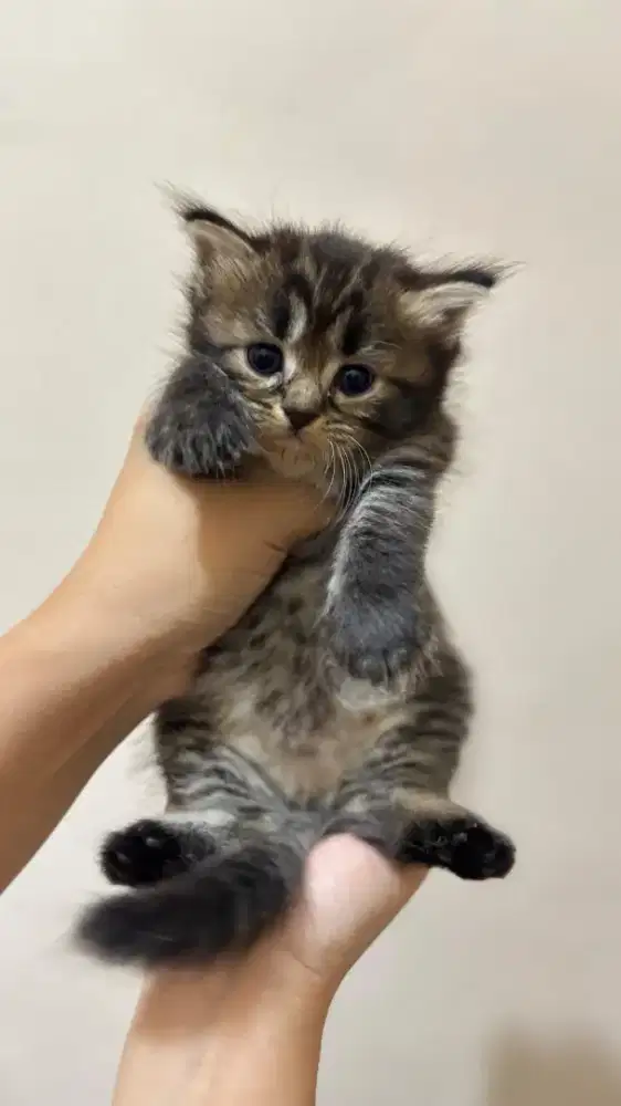 Kucing persia bulu kapas