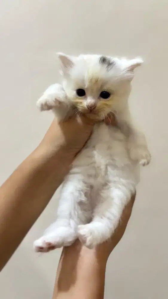 Kucing persia bulu kapas