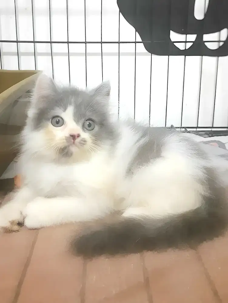 Kucing persia jantan