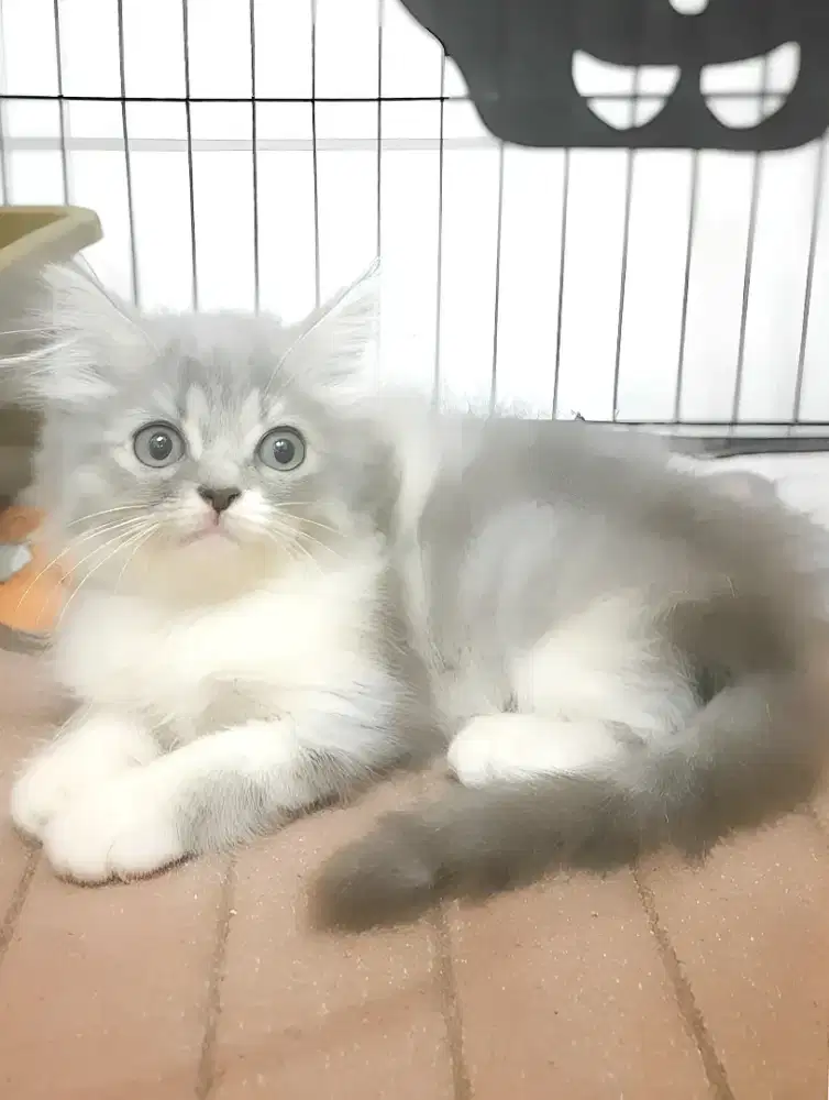 Kucing persia betina