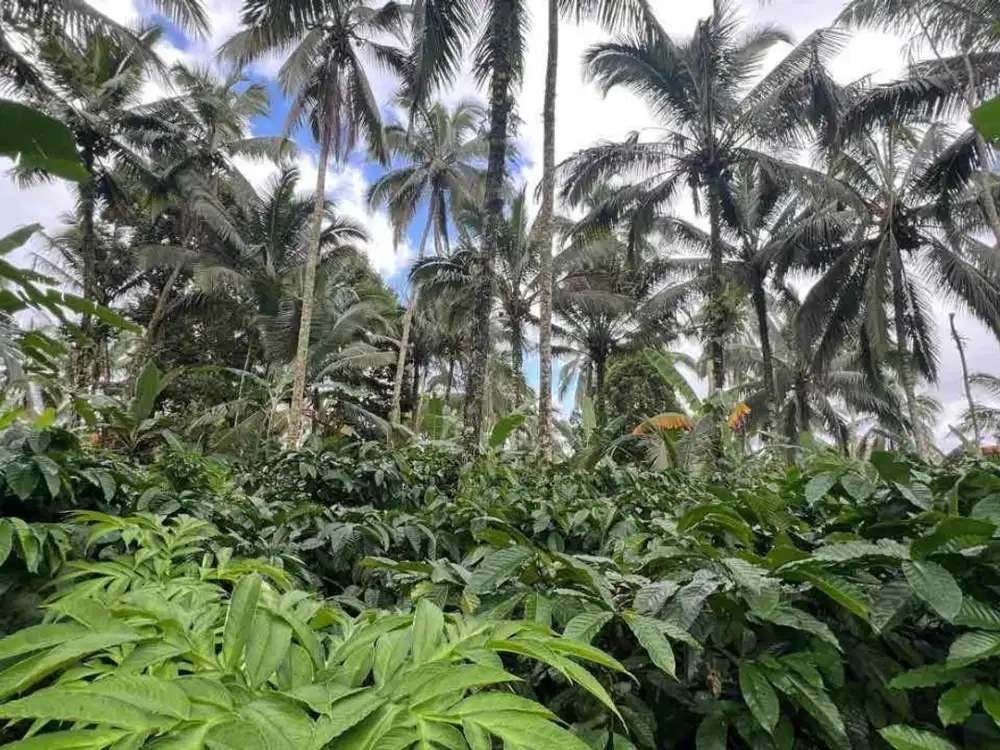 Di jual tanah kebun kopi robusta