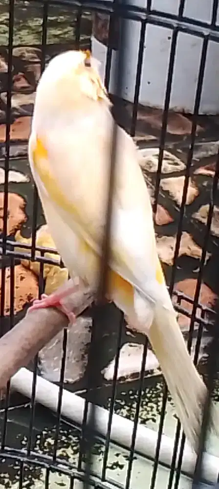 Kenari betina  siap ternak