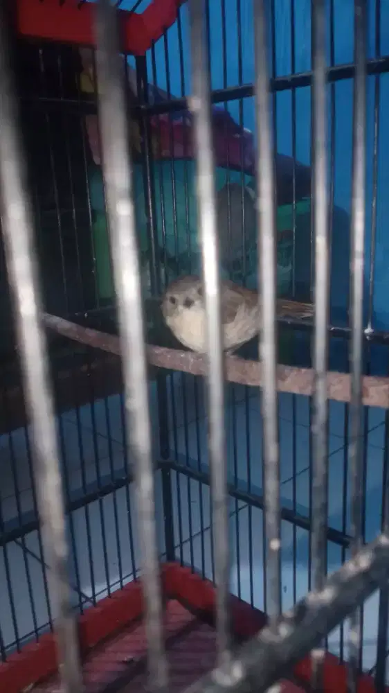 Burung flamboyan ( Wergan Jawa )