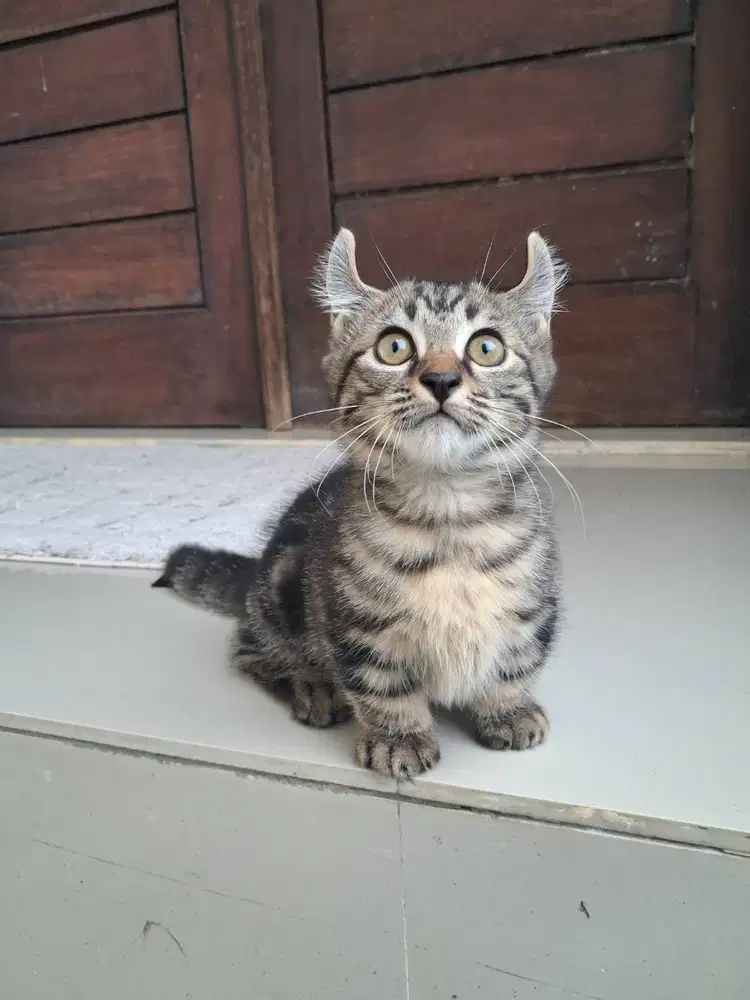 Kucing kaki pendek kuping keriting kitten bali