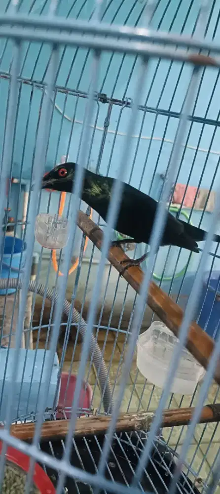 Burung perling rawatan