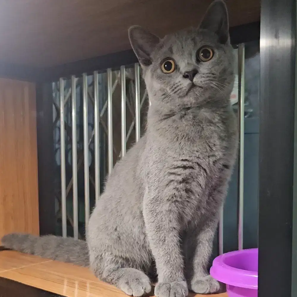 Open Adopt BSH British Short Hair Blue Solid Jantan