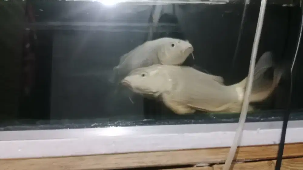 Ikan 2 koi slayer 30cm