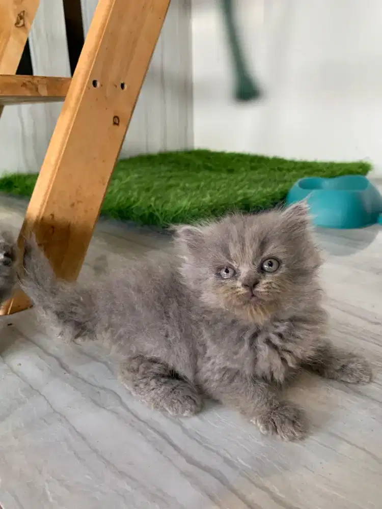 Anakan British short hair atau BSH longhair bulu panjang