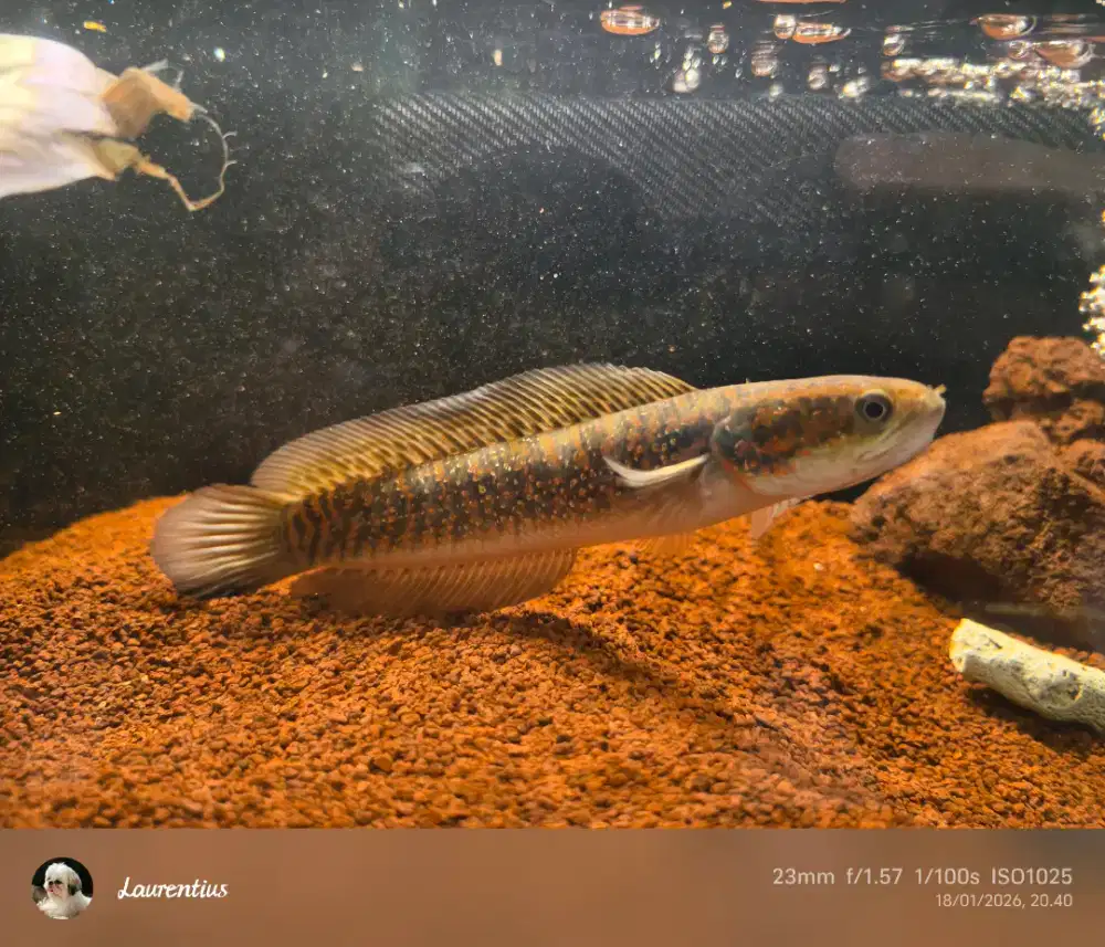 Channa asiatica Kalimaya