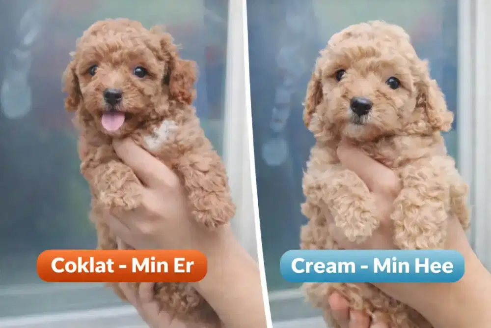 Anjing Poodle umur 1,5bulan