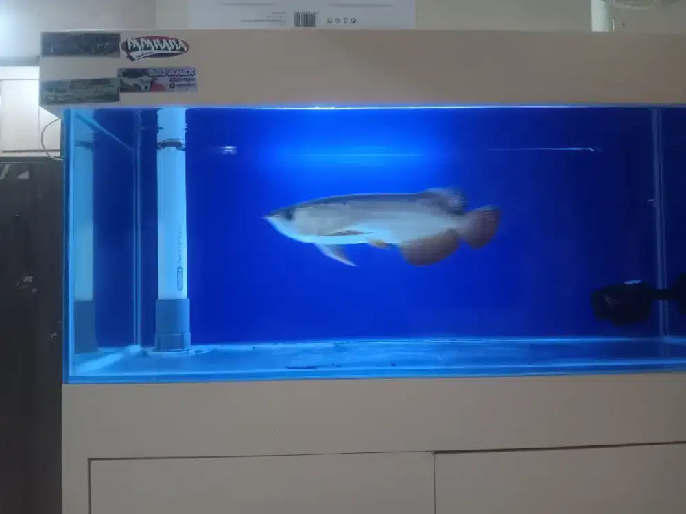 Ikan Arwana Golden Red