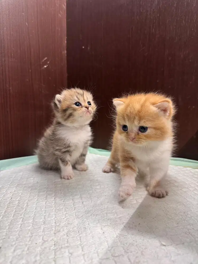 anak kucing scotish fold x bsh pure blood