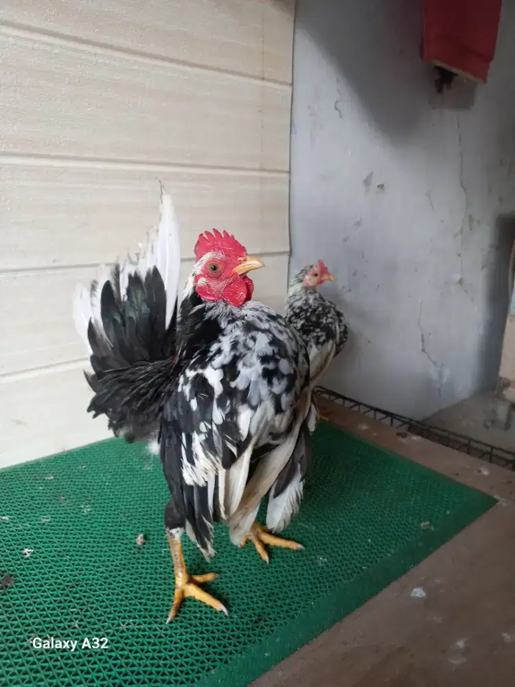 Ayam serama rinting murai