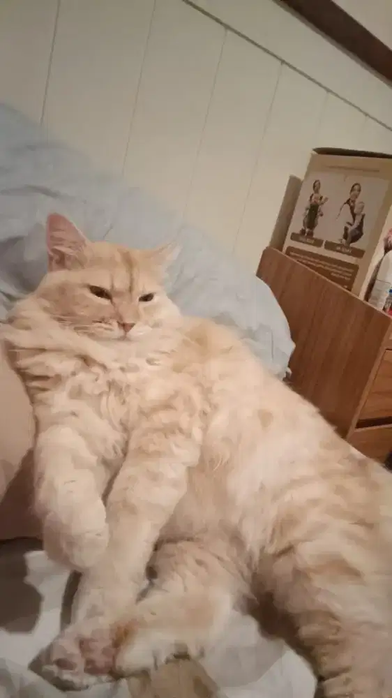 Dibutuhkan jaga baby dan ART