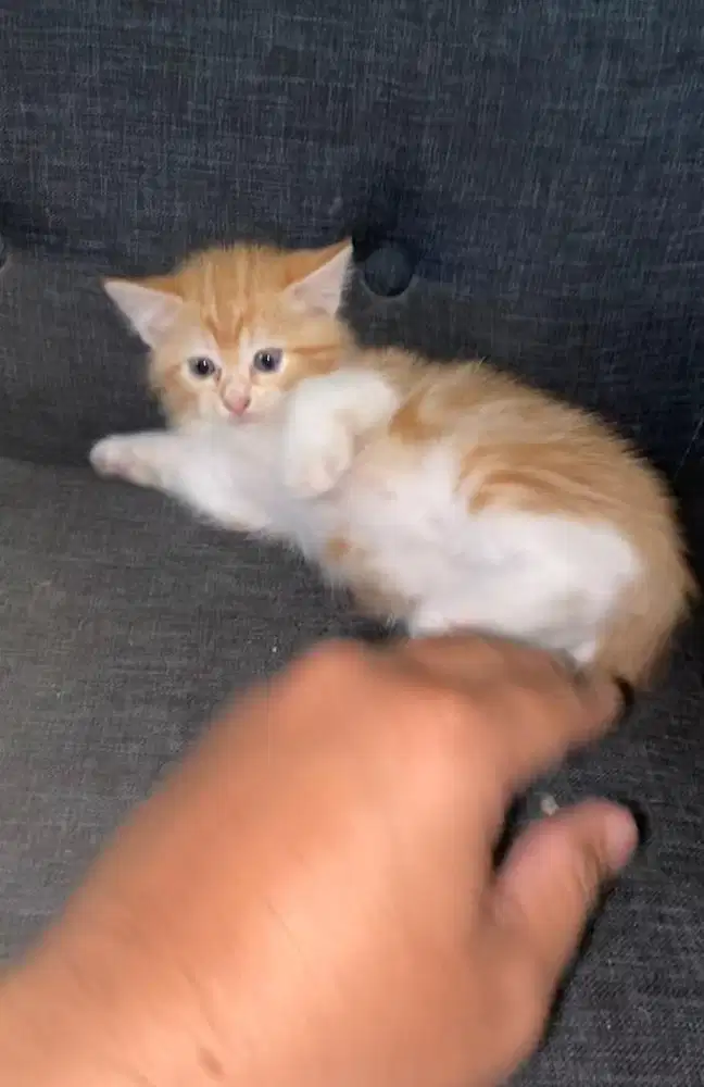 Kitten mixdome betina