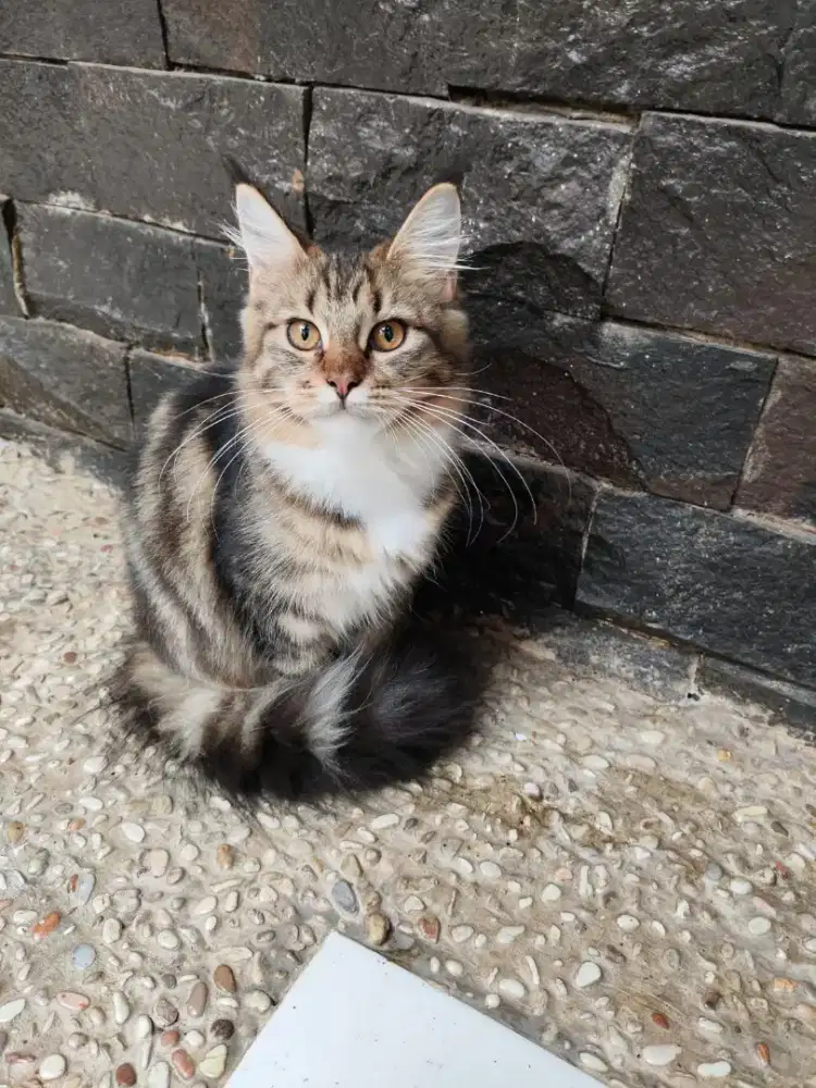 Open adopt mainecoon