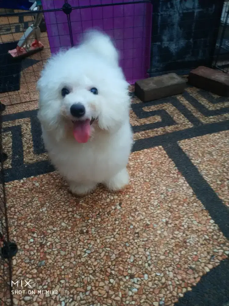 Jual Calon Pejantan Bichon