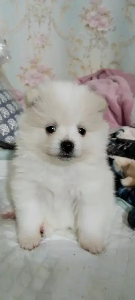 DI JUAL CEPAT ANAKAN MINIPOM JANTAN DAN BETINA