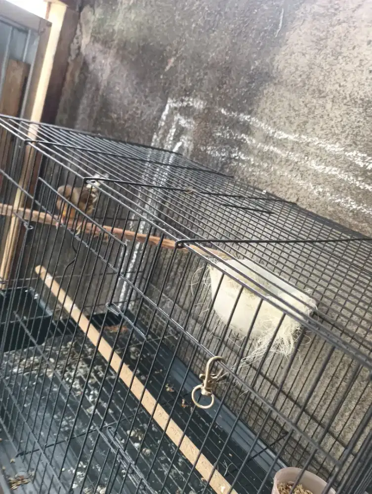 Kenari betina siapan sudah buang telur