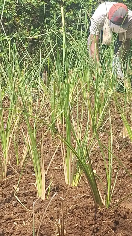 Penjual rumput vetiver