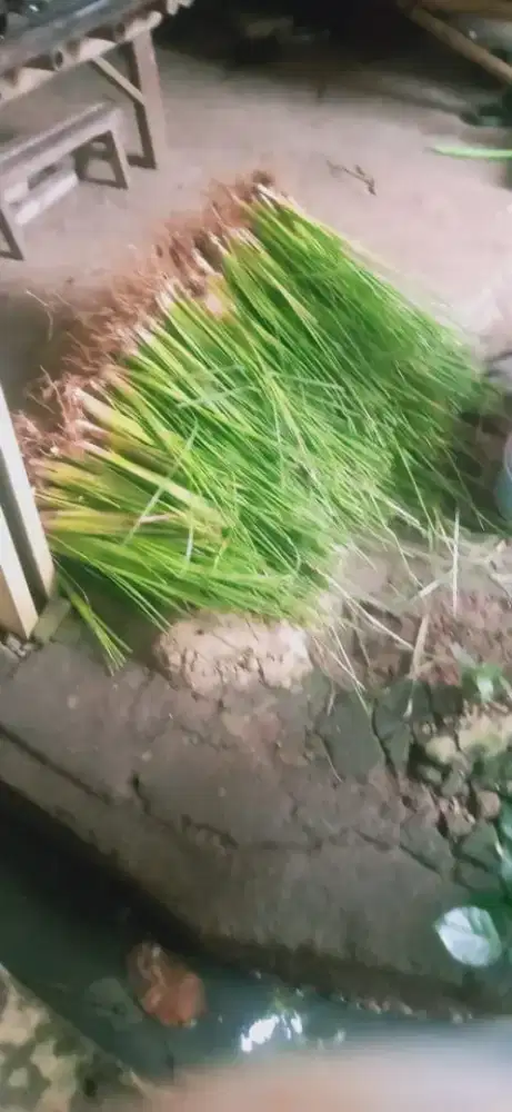 Penjual rumput vetiver distributor Rumput vetiver akar wangi
