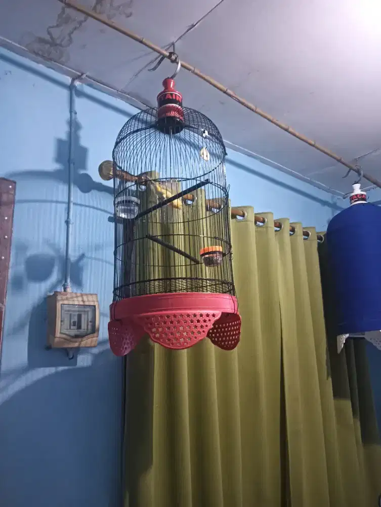 Kenari kuning jantan gacor siang malam