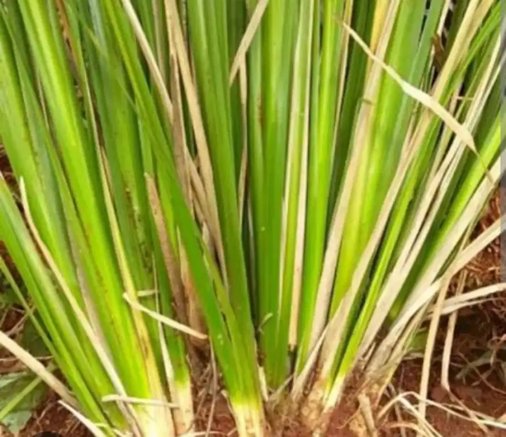 Petani rumput vetiver