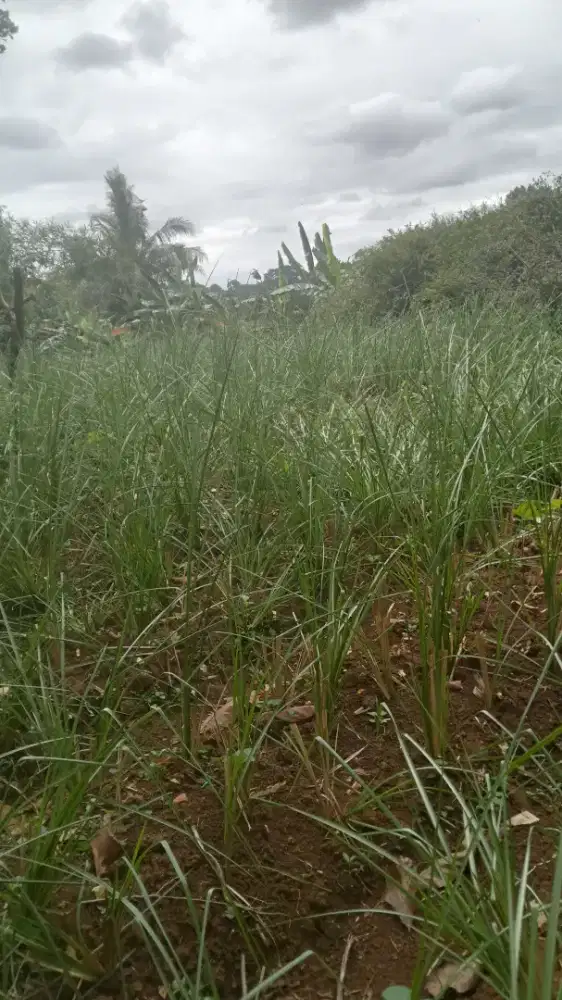 Pusat Rumput vetiver