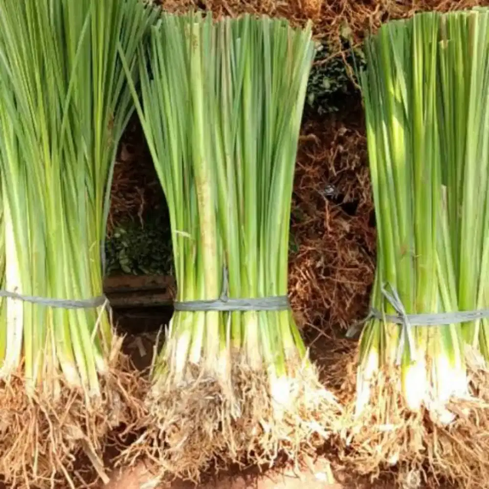 Pusat Rumput vetiver