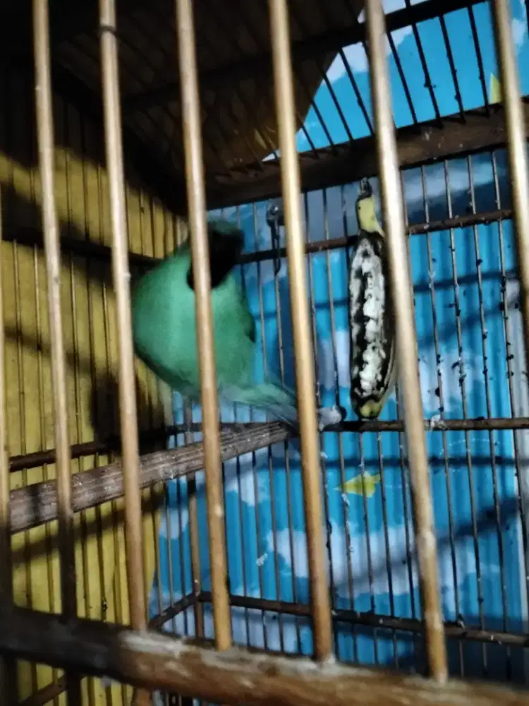 Di jual murai kebon dn kacer jabar