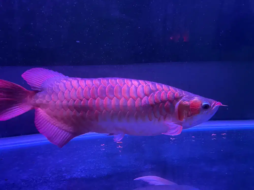 The Red Dragon Fish or Red Arowana