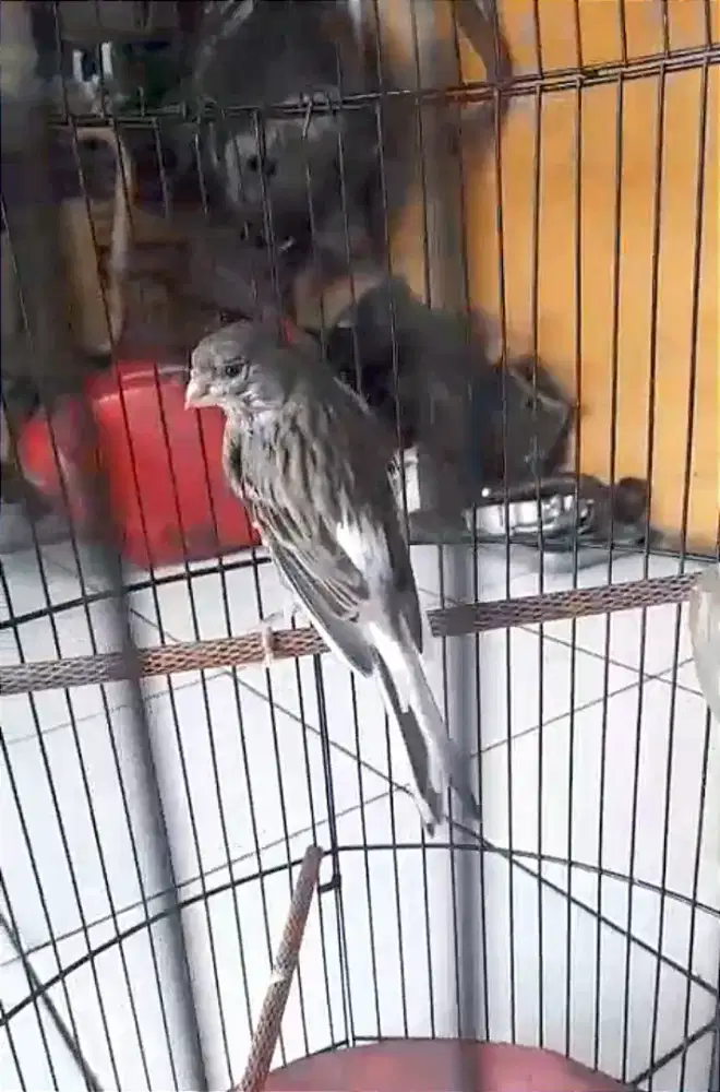 Burung kenari Starblue jantan muda