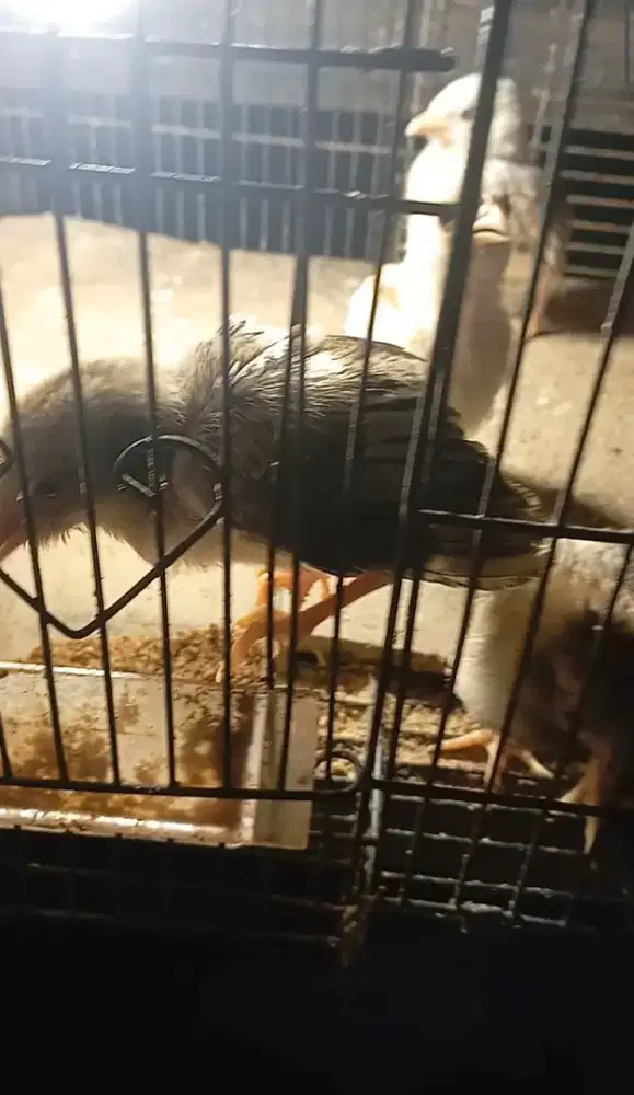 Ayam pitik kampung umur sebulan