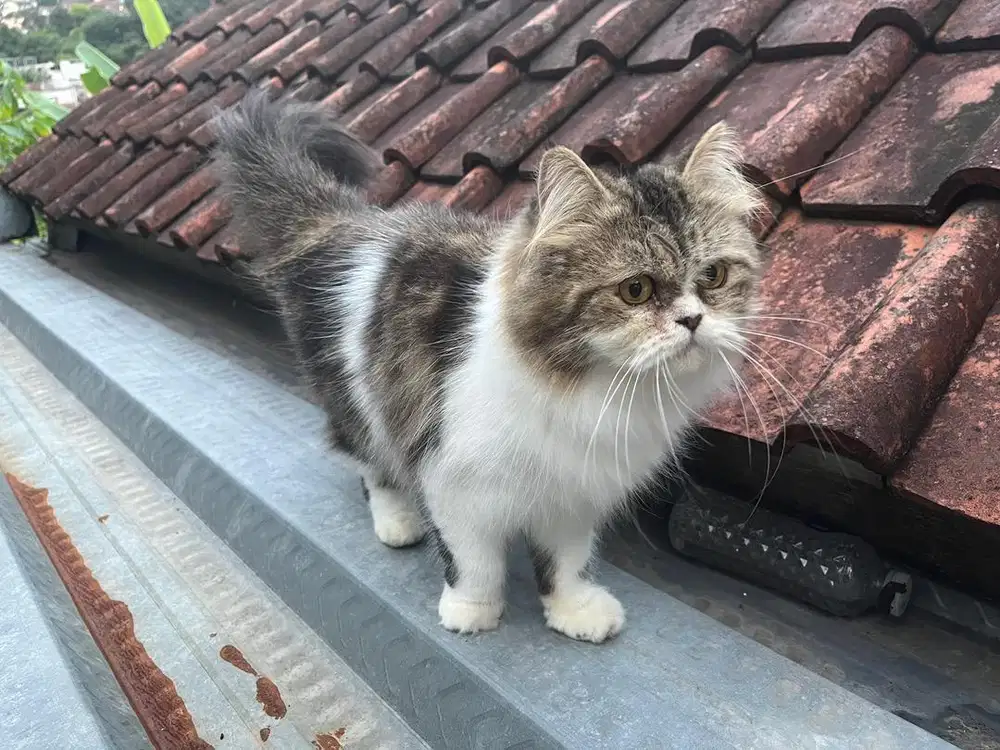 Kucing persia flatnose betina