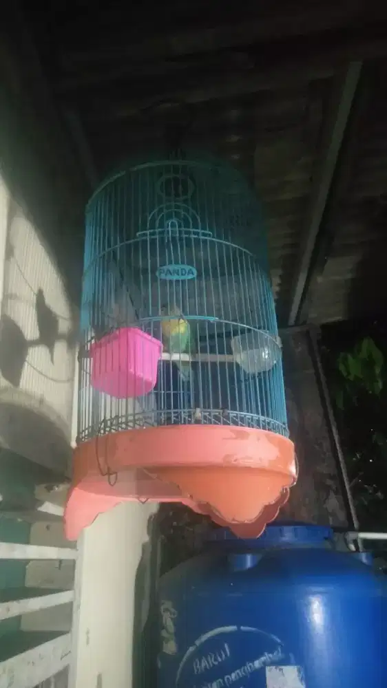 Burung Love Bird Fullset