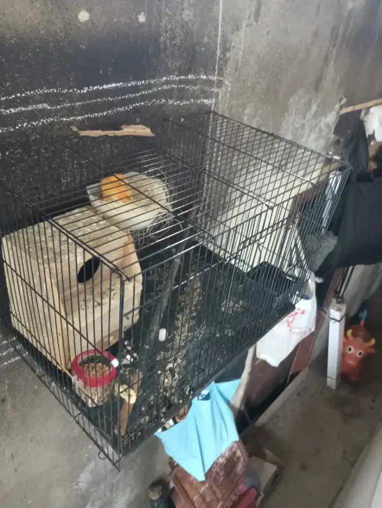 Kenari betina Oren rajin nelor