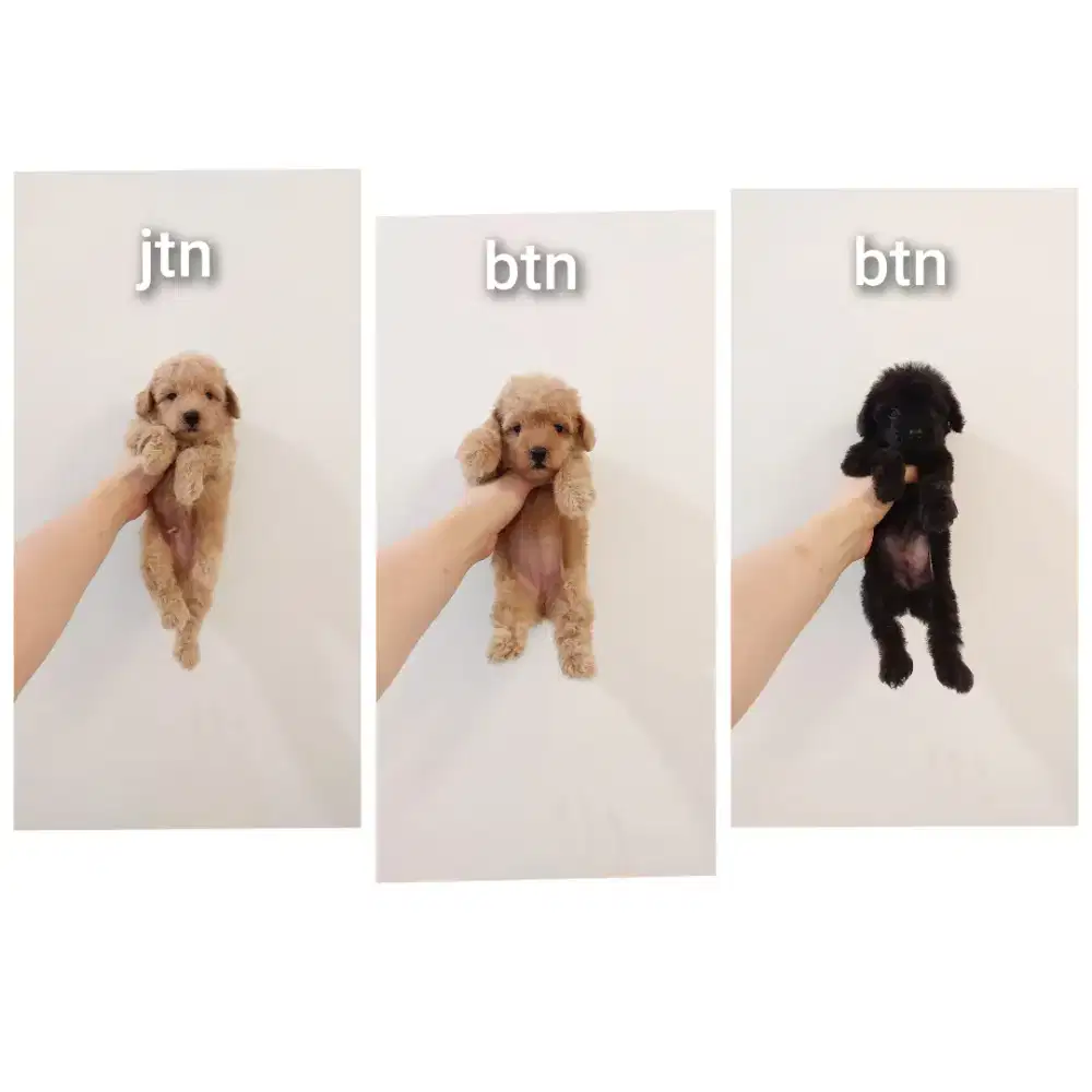 puppy poodle bersurat !!! no php !!!