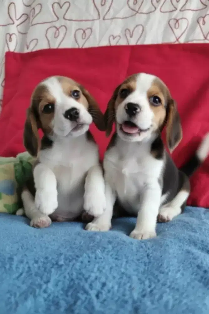 JUAL CEPAT ANJING BEAGLE