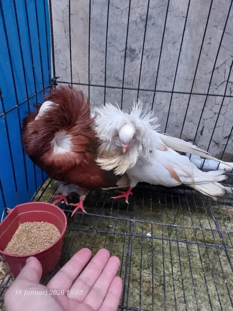 Merpati Capucin Mantel