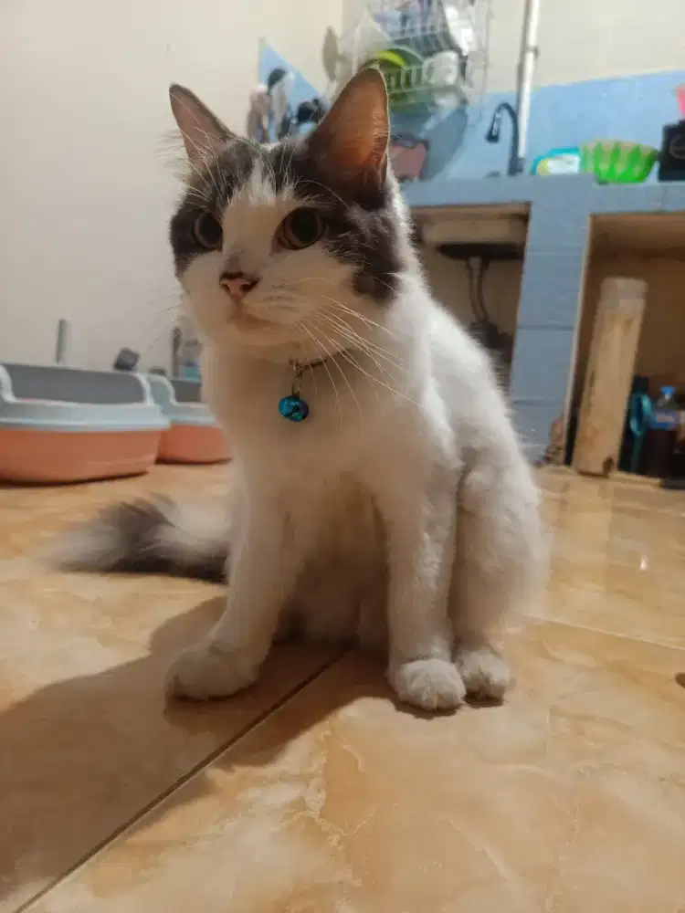 lepas adopsi kucing betina 1th